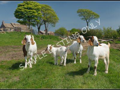 Burundian Live Boer Goats