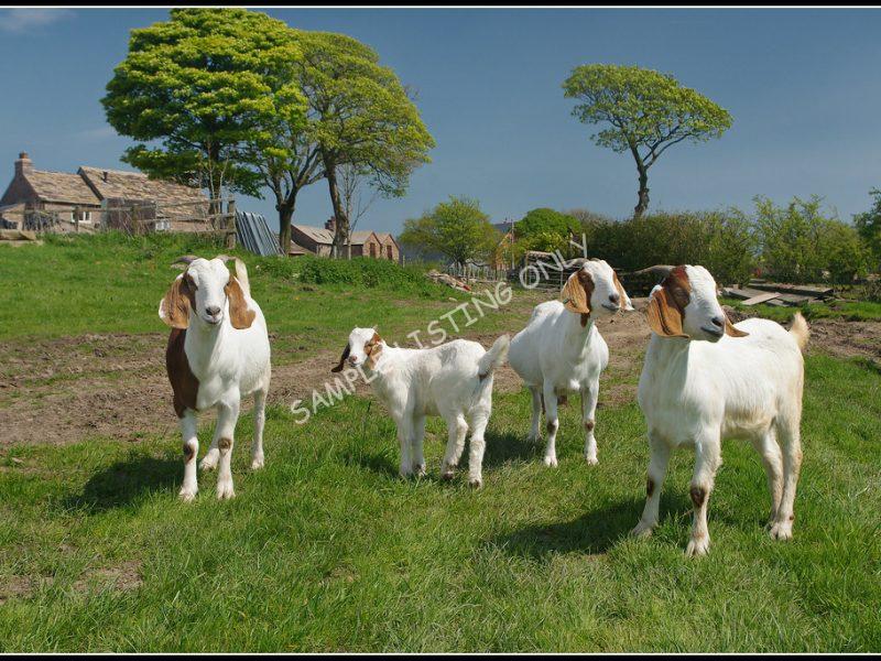 Burundian Live Boer Goats