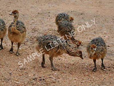 Burundi Ostrich Chicks