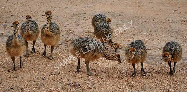 Burundi Ostrich Chicks