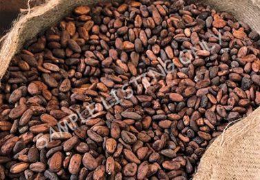 Burundi Cocoa Beans
