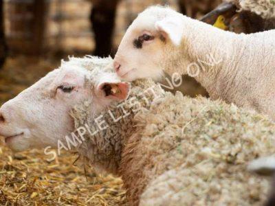 Healthy Burundi Sheep
