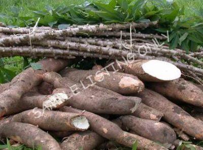 Fresh Burundi Cassava