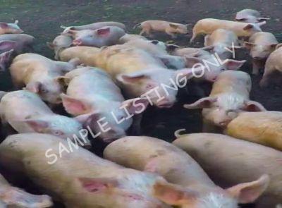 Burundi Healthy Pigs