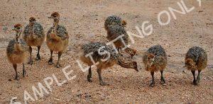 Burundi Guinea Fowls